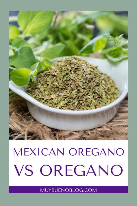 But, what is Mexican oregano, and how is it different from the oregano you have in your spice cabinet? Get ready to learn all about how this delightful herb can transform your cooking! Click here to learn all the differences between the two herbs Red Chicken Pozole, Authentic Breakfast, Beef Sloppy Joes, Bueno Recipes, Chicken Pozole, Mexican Oregano, Chicken Tinga, Traditional Mexican Food, Vegetarian Enchiladas