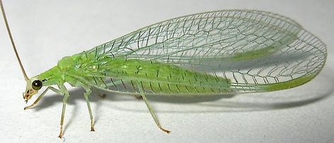 Green Lacewing, Lacewings, Spiders, Natural World, Bugs, Insects, Google Search, Green, Beauty