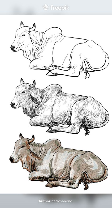 Animal Anatomy Sketch, Animal Figure Drawing, Bull Sketch Drawings, Brahman Cow Drawing, Cow Anatomy Drawing, Cow Sitting Drawing, Cow Drawing Reference, Animal Study Sketch, Cow Sketch Drawings