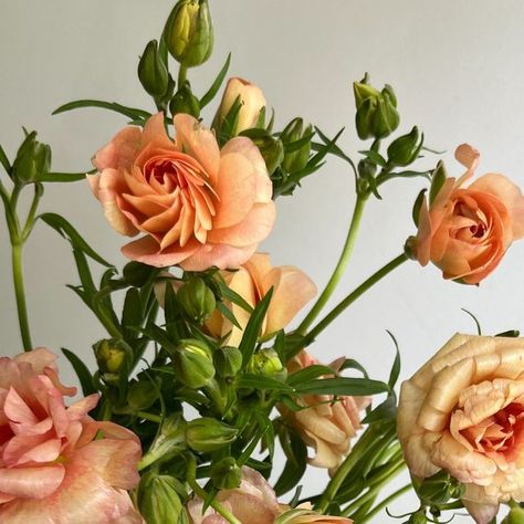 Potomac Floral Wholesale on Instagram: "10 reasons to look forward to Monday...
1. Salmon butterfly ranunculus, RANASCLRSPX
2. Tuberose, TUB
3. “Ariadne” butterfly ranunculus, RANASCLLOPX
4. Matricaria daisy, MATRWDAISEY
5. Explosion Grass (Miscanthus), GRGREX
6. Copperbeech bronze (red also incoming!), COPPR, COPPBR
7. “Creola” carnation, CARNOVANTIQUE
8. Astilbe light pink, ASTIPM
9. Asclepias orange, ASC 
10. “Shimmer” Rose, ROSPEASHI6" Butterfly Ranunculus, Shimmer Rose, Flower Varieties, 10 Reasons, Ranunculus, Light Pink, Daisy, Orange, Flowers