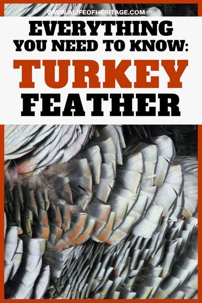 Things To Do With Feathers, Turkey Feather Crafts, Turkey Coop, Feather Identification, Turkey Mounts, Feather Ideas, Homesteading Diy Projects, Raising Turkeys, Farm Inspiration