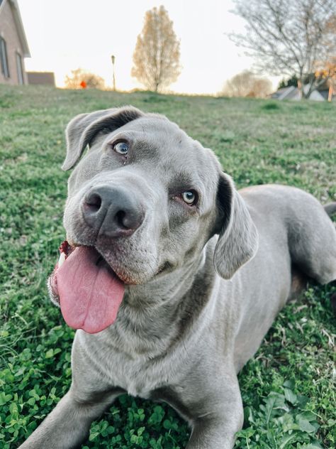 Silver lab, labrador retriever, puppy, dog Silver Labrador Retriever, Silver Labrador, Labrador Retriever Puppy, Silver Lab, Dream Dog, Labrador Retriever Puppies, Future Lifestyle, Retriever Puppy, Puppy Dog