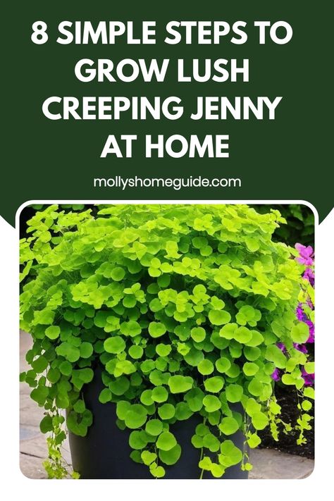 Looking to add a pop of vibrant green to your garden or landscaping? Learn how to grow creeping jenny effortlessly with our simple step-by-step guide. Creeping jenny, also known as Lysimachia nummularia, is a fast-growing ground cover plant that thrives in moist soil and partial shade. With its trailing habit and small rounded leaves, creeping jenny is perfect for cascading over walls, containers, or as a colorful filler between stepping stones. Creeping Veronica, Creeping Jenny Planters, Creeping Inch Plant, How To Propagate Creeping Jenny, Creeping Jenny Plant, Lysimachia Nummularia, Creeping Jenny, Ground Cover Plants, Replant