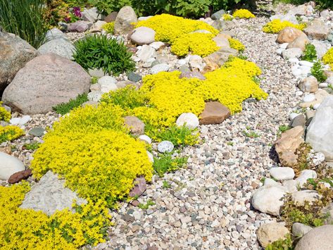 Alpine Slide Design: How To Make An Alpine Slide Garden Planting Grass Seed, Xeriscape Plants, Xeriscape Landscaping, Planting Grass, Decorative Gravel, Rock Garden Plants, Garden On A Hill, Organic Mulch, Gravel Garden