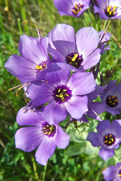 Prairie Gentian, Gentian Flower, Seventh Grade, Garden Diy, English Teacher, Types Of Flowers, Clematis, A Flower, Diy Garden