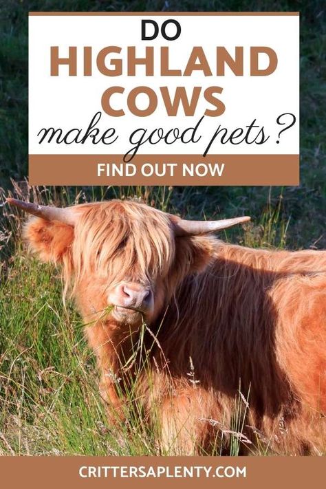 Highland cows are a distinctive cattle breed with their unique long reddish hair. They are even cuter as calves and look like they can make wonderful family pets. Find out whether a Highland cow would make a good pet for you. Learn about the advantages and disadvantages of keeping these bovines. #highlandcows #pets #livestock #largeanimals via @crittersaplenty Highland Cow Care, Hyland Cow, Miniature Cows Breeds, Hiland Cow, Mini Highlander Cows, Highlander Cows, Miniature Highland Cow, Long Haired Cow, Raising Mini Highland Cows