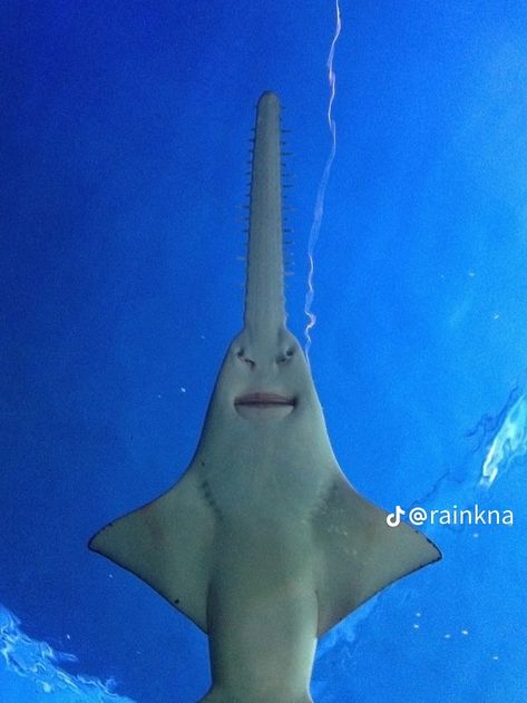 Shark with a goofy ahh smile Cute Shark Photos, Sawfish Shark, Goofy Ahh Photos, Sydney Aquarium, Leopard Shark, Shark Photos, Shark Pictures, Sharks Funny, Darling Harbour