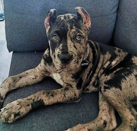 Pitbull Fans on Instagram: “Cane Corso mix💢 FOLLOW @guard_dogs_breeds 🔥 . . . . @alphas.adventures #canecorso #dogsofinstagram #italianmastiff #mastiff #dogs #dog…” Pitbull Dog Breed, Guard Dog Breeds, Dog Pack, Bully Breeds Dogs, Mastiff Dogs, Dogs Breeds, Pitbull Puppies, Bully Breeds, American Bully