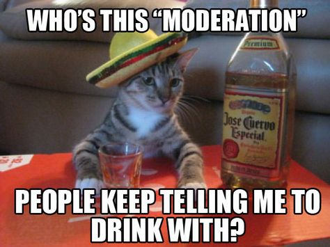 Who's this "moderation" people keep telling me to drink with? I Hate Mondays, Cat Drinking, All I Ever Wanted, E Card, Funny Animal Pictures, Crazy Cat Lady, Bones Funny, Crazy Cats, Tequila