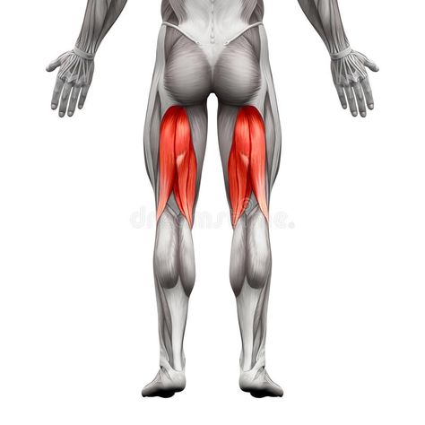 Hamstrings Male Muscles - Anatomy Muscle isolated on white - 3D. Illustration #Sponsored , #affiliate, #paid, #Muscles, #Hamstrings, #Illustration, #Anatomy Hamstring Muscles, Hamstring Workout, Hamstring Curls, Workout Splits, Muscle Anatomy, Major Muscles, Big Muscles, Calf Muscles, Back Muscles