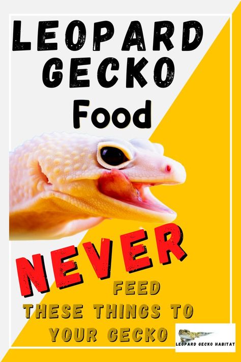 Leopard Gecko Food - Never feed these things to your gecko! Leopard Gecko Food, Leopard Gecko Habitat, Leopard Gecko Care, Gecko Habitat, Gecko Food, Reptile Care, Leopard Geckos, Terrarium Ideas, Reptile Room