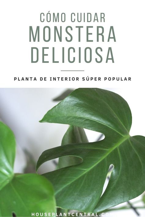 También conocida como costilla de Adán, la Monstera deliciosa es una de las plantas de interior más populares y no parece que vaya a perder el primer puesto pronto. Los entusiastas de las plantas de interior de todo el mundo adoran sus enormes y brillantes hojas, su gran tamaño adulto y sus escasas necesidades de luz. Monstera Deliciosa Care, Monstera Deliciosa