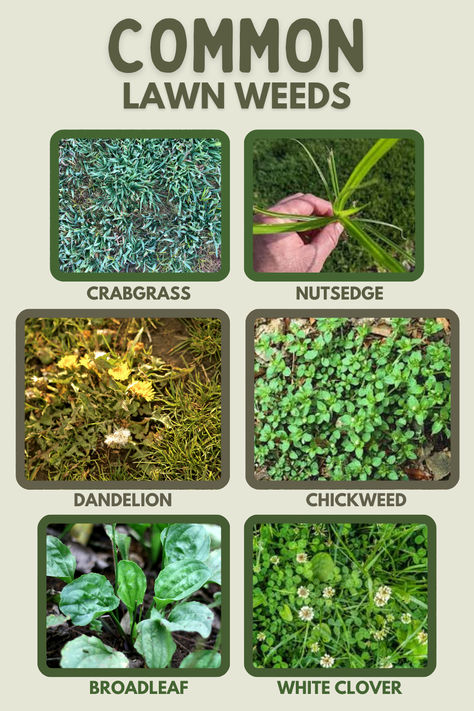 A close-up of common lawn weeds such as crabgrass and dandelions, showcasing the need for effective weed control to maintain a healthy lawn. Common Lawn Weeds, Lawn Weeds, Weeds In Lawn, Lawn Care Tips, Lawn Service, Green Lawn, How Do I Get, Tips And Advice, Clean Cut