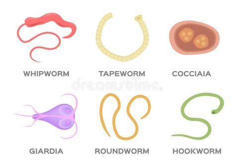 Human Parasite vector / hookworm whipworm tapeworm roundworm coccidia and giardi #Sponsored , #paid, #Sponsored, #vector, #Human, #coccidia, #hookworm Tape Worm In Humans, Types Of Worms, Vet Tech Student, Parasitic Worms, Graphic Art Prints, White Illustration, Microbiology, Stock Vector, Vector Illustration