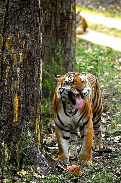 Javan Tiger, Caspian Tiger, Tiger Pics, Indochinese Tiger, Kanha National Park, South China Tiger, Tiger Species, Malayan Tiger, Save The Tiger