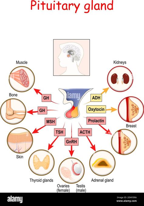 Download this stock vector: hormones of pituitary gland. The two lobes, anterior and posterior, function as independent glands. Anatomy of Pituitary gland. vector diagram - 2DHY5RA from Alamy's library of millions of high resolution stock photos, illustrations and vectors. Anterior Pituitary Hormones, Pineal Gland Anatomy, Pituitary Gland Anatomy, Glands Anatomy, Anterior Pituitary Gland, Hypothalamus And Pituitary Gland, Body Knowledge, Brain Diagram, Anterior Pituitary