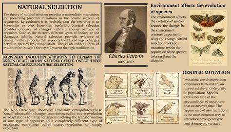 Theory of Evolution.   Edited by Shaira Real for our Bio PT Evolution Artwork Ideas, Science Notion Cover, Human Evolution Art, Evolution Aesthetic, Biology Project Ideas, Evolution Wallpaper, Drawing Mood Board, Charles Darwin Evolution, Evolution Artwork