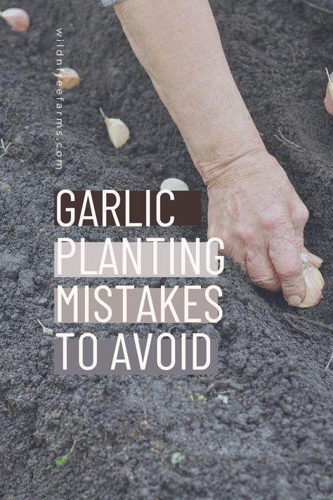 garlic planting mistakes Garlic In Containers, Garlic Container, Garlic Planting, Herbs For Chickens, Plant Garlic, Homestead Layout, Grow Garlic, Herbs List, Growing Garlic