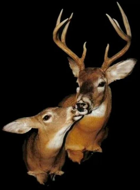 Neat Deer Mount Ideas, Deer Hunting Decor, Bear Mounts, Taxidermy Display, Deer Heads, Big Deer, Animal Mounts, Deer Mounts, Hunting Room