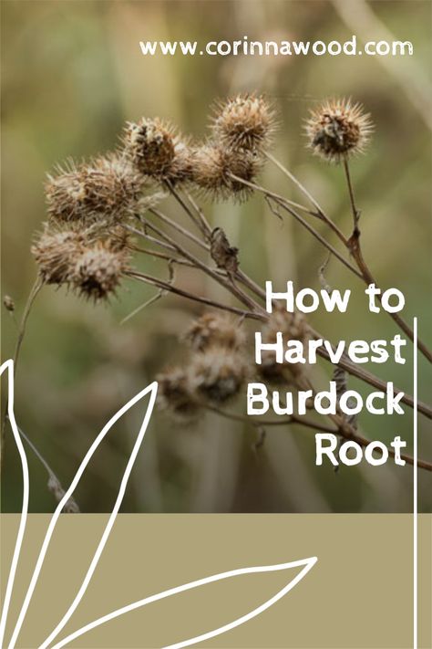 How To Harvest Burdock Root, How To Use Burdock Root, Burdock Root Magical Properties, Yellow Dock Root Benefits, Burdock Root Recipes, Burdock Plant, Burdock Root Benefits, Burdock Root Tea, Arctium Lappa