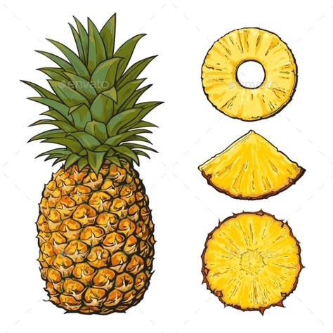 Whole pineapple and three types of slices ¨C round peeled, unpeeled, wedge, sketch style vector illustration isolated on white back Pineapple Illustration Design, Pinapple Art, Realistic Hand Drawing, Pineapple Sketch, Pineapple Pictures, Pineapple Drawing, Pineapple Painting, Pineapple Illustration, Pineapple Tattoo