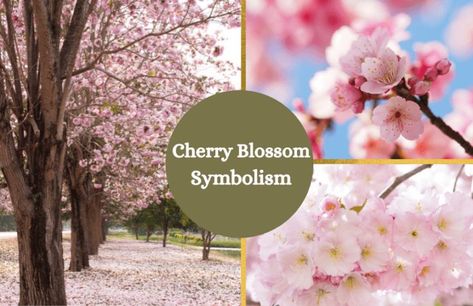 Japanese Flower Names, Cherry Blossom Symbolism, Cherry Blossom Quotes, Cherry Blossom Meaning, Flower Symbols, Proverb Quotes, Cherry Blossom Drawing, Cherry Blossom Pictures, Flower Sakura