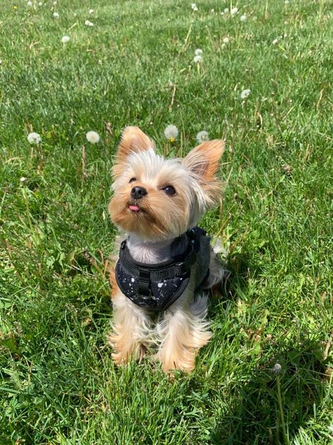 White Yorkie Puppy, Cute Yorkie Puppies, Cute Yorkies, Yorkshire Aesthetic, Yorkie Aesthetic, Golden Yorkie, Yorkie Terrier Puppy, Yorkie Puppy Haircuts, Ethan Morales