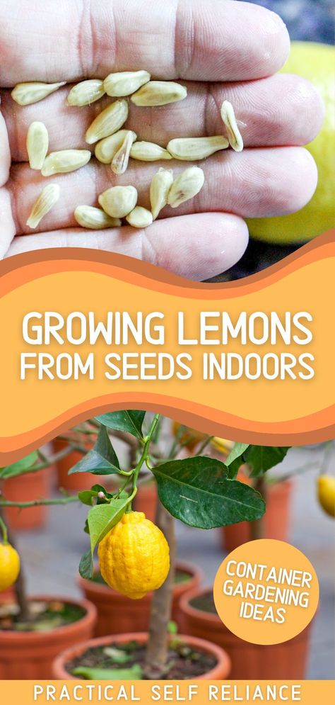 a hand holding organic lemon seeds and a lemon tree with fruit growing in a pot. Growing Lemons From Seeds Indoors, Grow Lemon From Seed, Growing Lemon Trees Indoors, How To Grow A Lemon Tree From Cuttings, Grow Lemon Tree In Pot, Can You Grow A Lemon Tree From Seeds, Grow A Lemon Tree From Seed Indoors, Planting Fruit Trees In Pots, Growing A Lemon Tree In A Pot