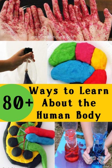 Classroom Highschool, Classroom Secondary, Human Body Biology, Highschool Science, Human Body Crafts, Human Body Lesson, Human Body Unit Study, Elementary Science Classroom, Human Body Projects