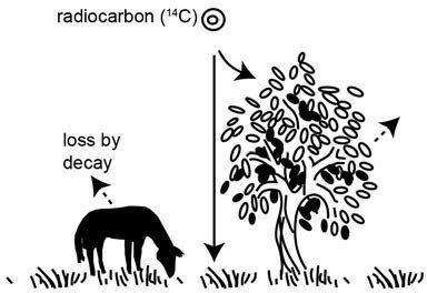 Carbon Dating: Questions Answered | Answers in Genesis Carbon Dating Science, Carbon Cycle Notes, Carbon And Its Compounds, Carbon Dioxide Cycle, Carbon Dating, Answers In Genesis, Carbon Cycle, Fossilized Wood, Dating Questions