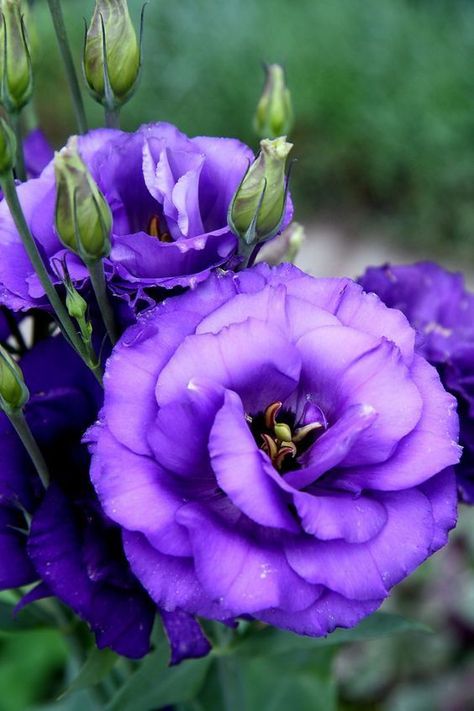 Lisianthus Flowers, The Most Beautiful Flowers, Different Kinds Of Flowers, Coffee Flower, Most Beautiful Flowers, Different Flowers, Exotic Flowers, Flowers Nature, Flower Photos