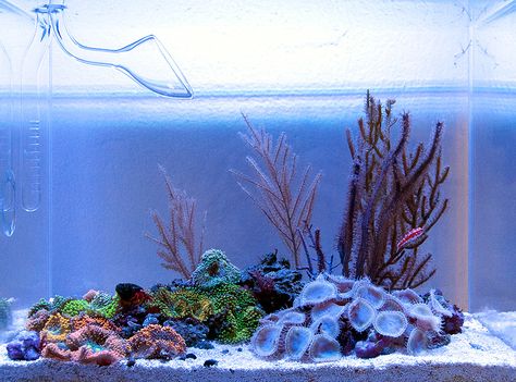 Nano Reef Tank, Coral Fish Tank, Coral Reef Aquarium, Saltwater Fish Tanks, Marine Tank, Aquarium Setup, Salt Water Fish, Aquascape Aquarium, Art Pics