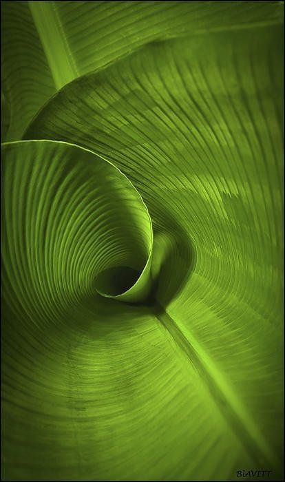 Close Up Plant Photography, Plants Close Up, Leaf Close Up, Plant Close Up, Close Up Art, Close Up Pics, Texture Photography, Plant Photography, Close Up Photography