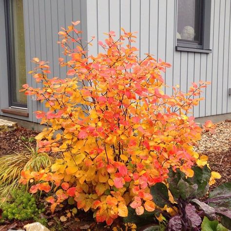 Legend Of The Fall, Legends Of The Fall, Shade Shrubs, Proven Winners, Garden Yard Ideas, Flowering Shrubs, Landscaping Plants, Lawn And Garden, Outdoor Plants