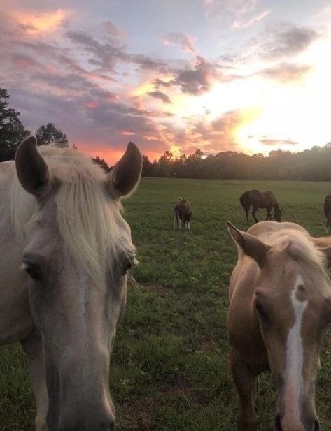 Cottagecore Horses, Ikram Core, Horse Cottagecore, Farmcore Aesthetic, Aesthetic Horses, Aesthetic Horse, Horse Aesthetic, Cute Horses, Horse Life