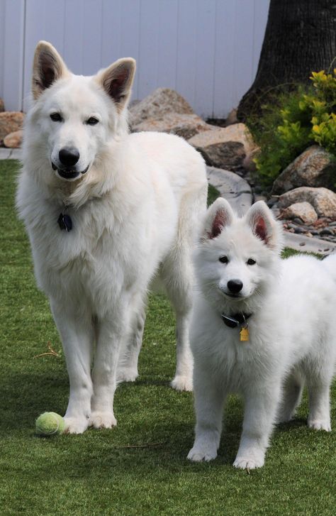 Absolute Dream White Swiss Shepherds in California | Berger Blanc Suisse puppies | Good Dog Swiss Shepherd Puppy, Swiss Shepherd Aesthetic, White Swiss Shepherd Dog, White Swiss Shepherd Dog Puppy, All White German Shepherd, Swiss Shepherd Dog, German Shepherd White, White Shepherd Dog, Puppy Starter Kit