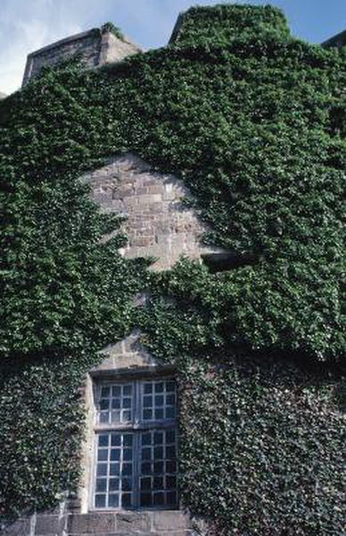 Creeping fig (Ficus pumila) often grows on freestanding walls or covers an entire wall of a home. The fast-growing vine adheres to walls with a glue-like substance it secretes through its aerial roots, so it needs no support for creeping along walls. To create a wall for creeping fig, you need only choose an existing ... Creeping Fig Wall, Fast Growing Vines, Creeping Fig, Ficus Pumila, Growing Vines, Sweet Trees, Garden Vines, Dry Garden, Free Standing Wall