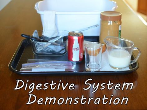 Digestive System Demonstration Supplies Human Body Science, Human Body Activities, Human Digestive System, Family And Consumer Science, Stem Challenge, Teaching Biology, Human Body Systems, Animal Science, Science Biology