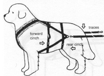 Cart1 Great Swiss Mountain Dog, Dog 101, Dog Equipment, Pull Cart, Swiss Mountain Dogs, Newfoundland Dog, Dog Projects, Dog Activities, Sporting Dogs