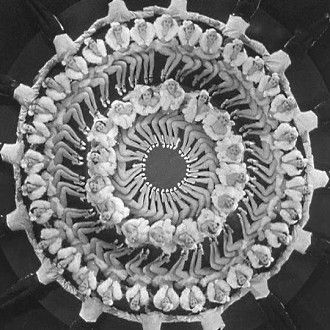 Gold Diggers Of 1933, Busby Berkeley, Tv Tropes, 42nd Street, Wow Video, Movie Director, Golden Age Of Hollywood, Cabaret, Classic Movies