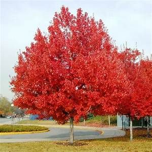 October Glory Maple, State Project, Japanese Red Maple, Acer Rubrum, Tree Stakes, Red Maple Tree, Irish Cottage, Plant Guide, Red Maple