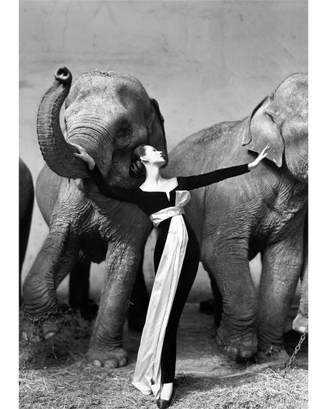 1955. Dovima with elephants, Paris, by Richard Avedon for Harper’s Bazaar.  #model #fashion #Dovima #elephant #animal #Paris #RichardAvedon…” Richard Avedon Photography, Martin Munkacsi, Carmen Dell'orefice, Edward Steichen, Irving Penn, Guy Bourdin, Camera Obscura, Helmut Newton, Paris Mode