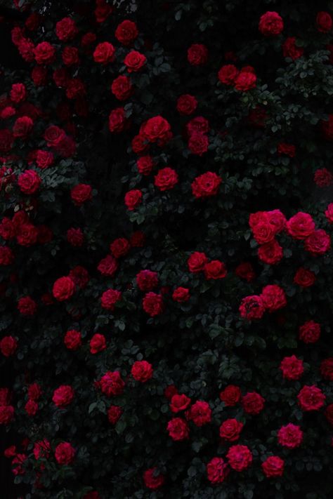 Romantic Goth Aesthetic, Ombre Wallpaper Iphone, Red Roses Wallpaper, Dark Red Roses, Wild Flower Meadow, Rosé Aesthetic, Dark Flowers, Nothing But Flowers, Cute Flower Wallpapers