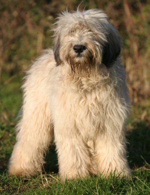 The Polish Lowland Sheepdog, is a medium-sized, shaggy-coated, sheep dog breed native to Poland. They are stable and self-confident, have an excellent memory and can be well trained. Dog Commands Training, Polish Lowland Sheepdog, Shaggy Dog, Dog Training School, Every Dog Breed, Dog Commands, Rare Dog Breeds, Akc Breeds, Disabled Dog