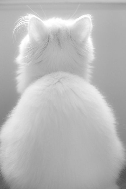 . Söt Katt, White Cats, Cute Kittens, Pretty Cats, Beautiful Cats, 귀여운 동물, White Cat, Animals Friends, Larp