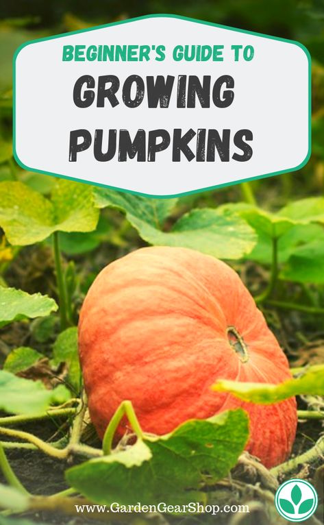 Growing Pumpkins (Beginner's Guide) #gardengearshop #garden #yard #backyard #seeds #gardening #plants #plant #planting #growyourown #pumpkins #pumpkin Pumpkin Mounds Garden, Pumpkin Vines Plants, Pumpkin Plant Care, Pumpkin Planting How To Grow, Pumpkins Growing, Pumpkin Plants How To Grow, Plant Pumpkin Seeds, Pumpkin Growing Tips, How To Plant Pumpkin Seeds