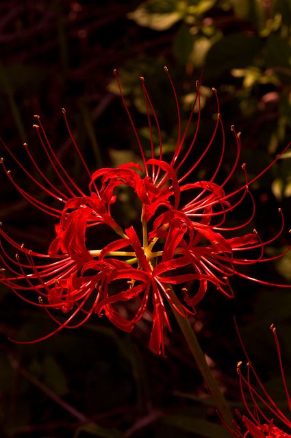 Red Lily Spider, Red Spider Lily Aesthetic, Red Japanese Flower, Spider Lillies, Red Flowers Aesthetic, Tokyo Ghoul Flower, Purple Flower Pictures, Spider Flower, Lycoris Radiata