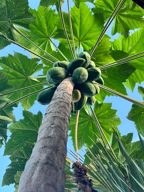 Papaya tree that bears so much fruits Papaya Aesthetic, Ipad Makeover, Papaya Plant, Hafa Adai, Papaya Tree, 1st June, Healthy Grocery List, Side Garden, Tree Photography