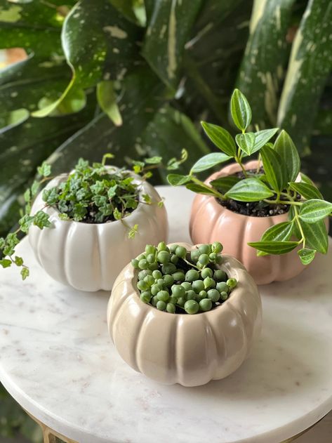 Cement Pumpkin Planter | WILD VINE COMPANY Pumpkin Planters, Cement Pumpkins, Pumpkin Planter, Cement Planters, D 2, A Pumpkin, Air Plants, Modern Materials, Fall Season