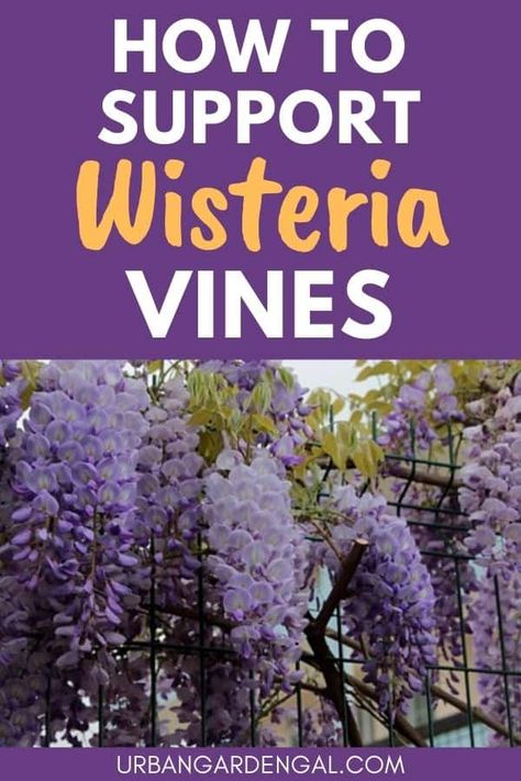 Wisteria Trellis Ideas Diy, Growing Wisteria Trellis, Garden Arbor Ideas Climbing Flowers, Wisteria On Fence, Wisteria Trellis Pergolas, Texas Wisteria, Wisteria Trellis Ideas, Wisteria Support, Wisteria Ideas